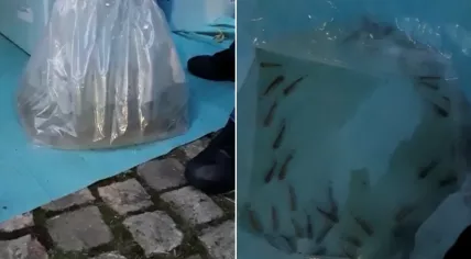 Liquid cocaine found hidden in a shipment of live fish that arrived at Schiphol, 4 Sept 2019