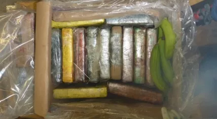1,500 kilos of cocaine found at the port of Rotterdam, hidden in a banana shipment from Colombia, 29 Sept 2019