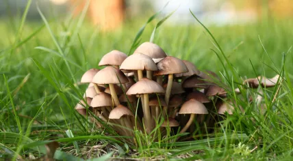 Mushrooms 