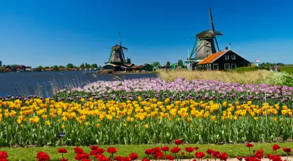 Windmills and flowers