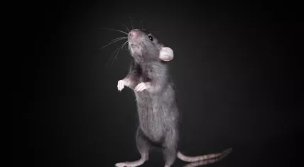 Rat