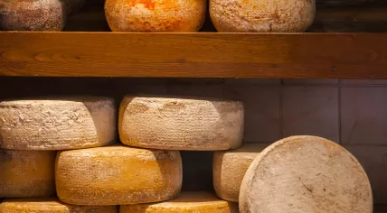 Cheese