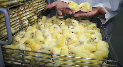 Chicken hatchery 