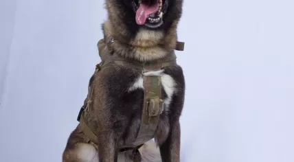 The military dog that helped track down ISIS leader Abu Bakr al-Baghdadi