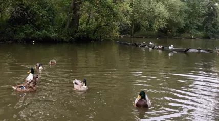 Ducks swimming in Amsterdam's Oosterpark, 7 Oct 2019