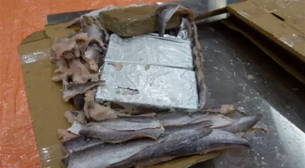 Rotterdam police find 1,125 kilos of cocaine hidden in a shipment of frozen fish from Ecuador, 6 July 2018 