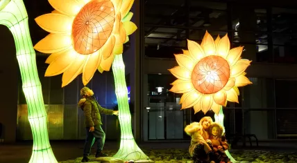 Sunflowers for Van Gogh at GLOW Eindhoven, Nov 2019