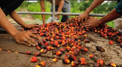 Palm oil harvesting