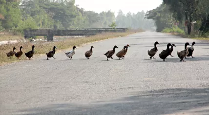 Ducks crossing a street