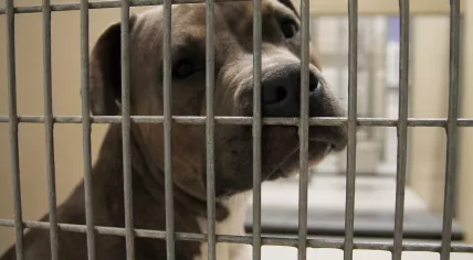 Pit bull in a cage