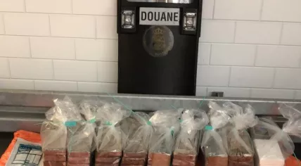 Nearly 100 kilos of cocaine found in a melon shipment from Brazil at a fruit company in IJsselmonde, 25 Nov 2019