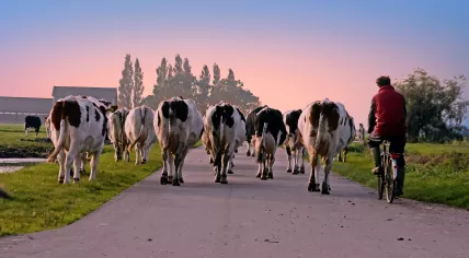Farmer and cows in the Netherlands