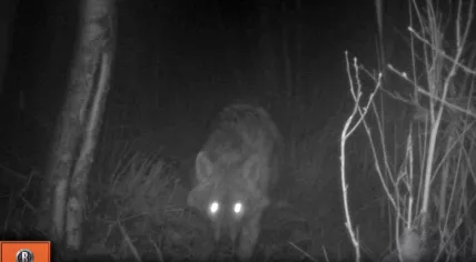 Golden jackal spotted in Drenthe on 22 Nov 2019