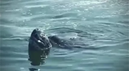 Leatherback Turtle visits a police boat in Zeeland. Sept. 22, 2020