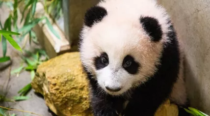 Giant panda cub Fan Xing at Ouwehands Zoo, October 2020