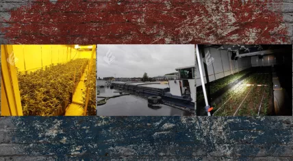 Massive cannabis plantation found on an inland boat in Werkendam, 8 October 2020