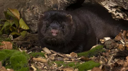 A brown European mink