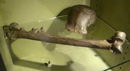 The fossils of Java Man, excavated by wage slaves on Java in 1891. 3 January 2009