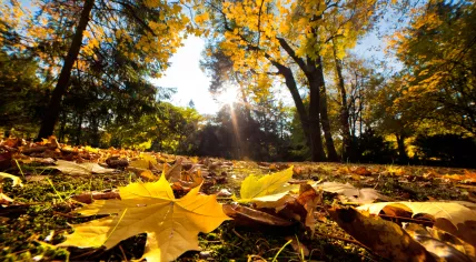 Colorful leaves fall to the ground in the sunshine