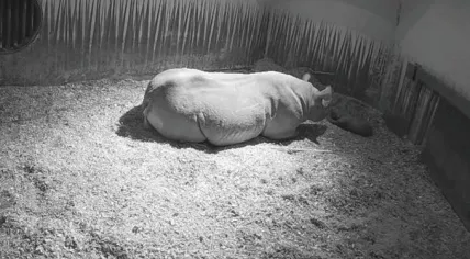 Black rhino born at Diergaard Blijdorp in Rotterdam, 8 November 2020