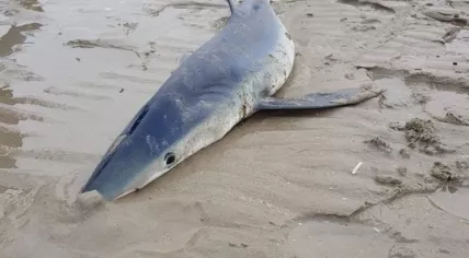 A blue shark washed up on shore