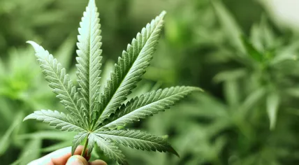 New cannabis trial in The Netherlands