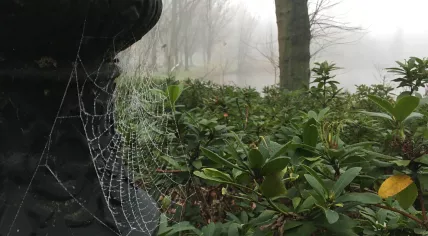A foggy and cold day in Amsterdam's Oosterpark, 9 December 2020