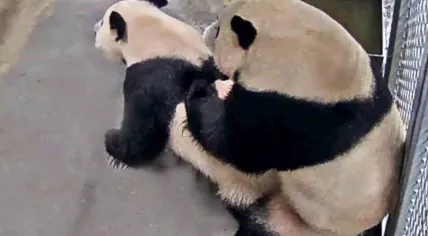 Pandas Wu Wen and Xing Ya mated for the first time at Ouwehands Zoo in Rhenen, 18 January 2020