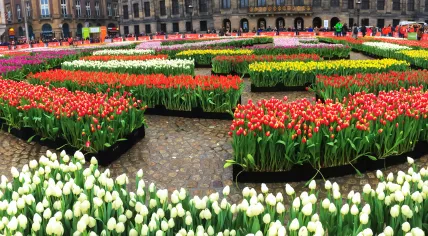 National Tulip Day in Amsterdam