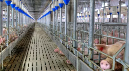 Pigs at a meat plant
