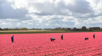 People working a tulip field in the Netherlands