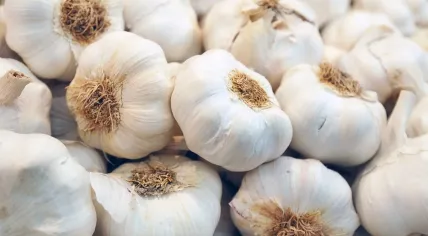 Garlic