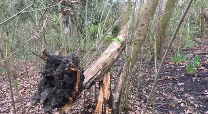 Overturned tree in the Oosterpark in Amsterdam, 10 February 2019