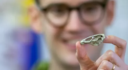 Asteriornis maastrichtensis - the oldest known fossil of a modern bird found in Maastricht
