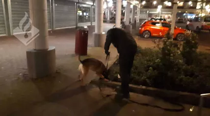 A police dog searches for clues after a shooting in Dordrecht