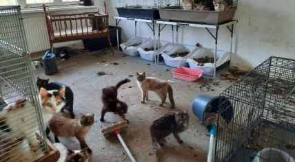 Five skunks and 49 cats rescued from a home in Nieuwkoop, 28 February 2020