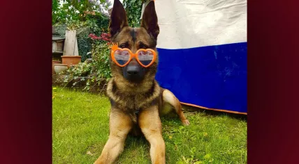 A police dog celebrating King’s Day at home. April 27, 2020
