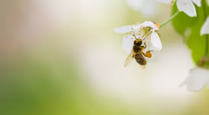 Honeybee 