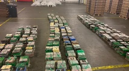 4,500 kilos of cocaine found in a banana shipment at a Vlissingen company, 29 April 2020