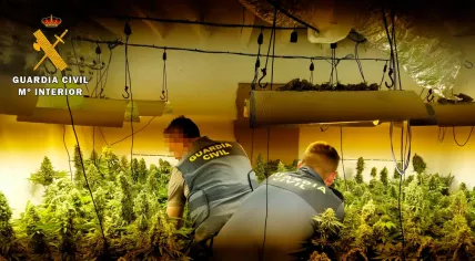 The Spanish police seized 1 ton of cannabis and 580 marijuana plants when busting a gang suspected of trafficking drugs to the Netherlands, May 2020