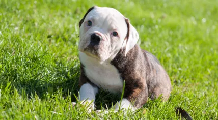 An American Bulldog puppy