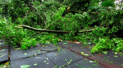 Fallen tree