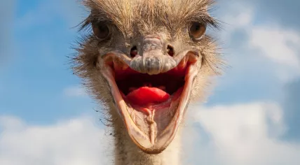 Ostrich 