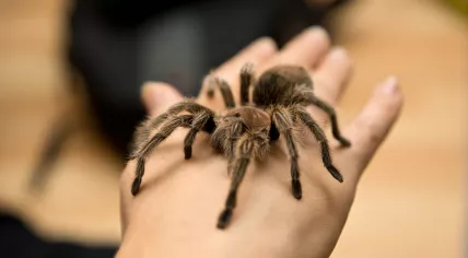 A Chilean tarantula