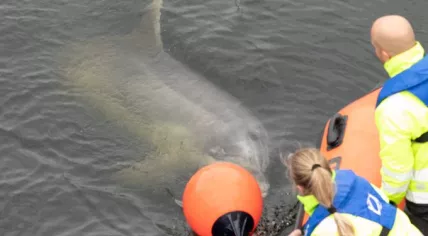 Dolphin guided from the IJmuiden port in Amsterdam back towards the sea, 2 May 2020