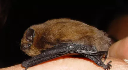 A common pipistrelle bat, Tirol, Austria