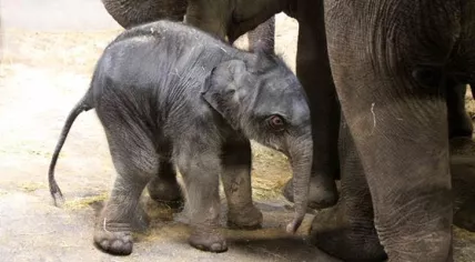 Baby Asian elephant born at Artis Zoo on 4 May 2020