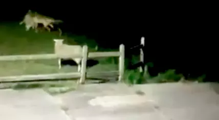 A wolf runs off with a sheep in its mouth in Heusden, Noord-Brabant. May 22, 2020
