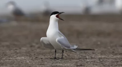 Gull-billed tern