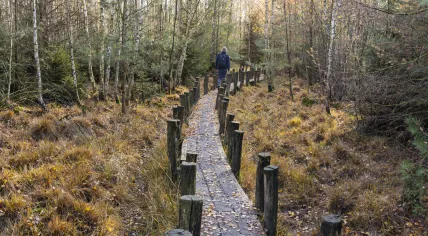 Walking path in Dwingelderveld